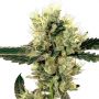 White Haze Female Outlet Cannabis Seeds