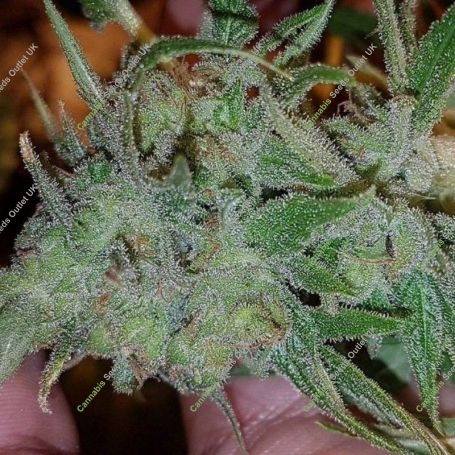 Orange N Mango Feminized Marijuana Strain by Connoisseur Genetics For Sale Online at Cannabis Seeds Outlet