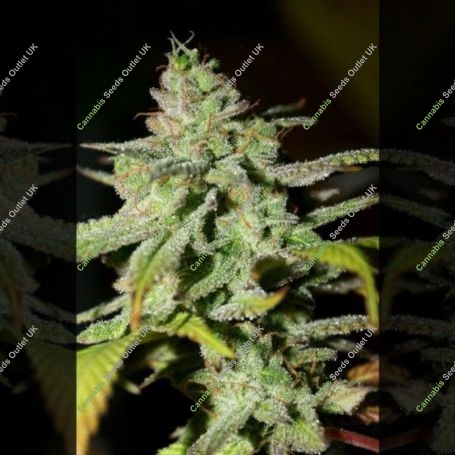 Original Diesel Haze Feminized Marijuana Strain by Connoisseur Genetics For Sale Online at Cannabis Seeds Outlet
