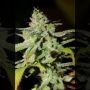 Original Diesel Haze Feminized Marijuana Strain by Connoisseur Genetics For Sale Online at Cannabis Seeds Outlet