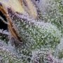 Original Diesel Haze Feminized by Connoisseur Genetics THC Content Potency Strength CBD Height Yield Flowering Time Indica Sativ