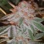 Purpleope Haze Regular Marijuana Strain by Connoisseur Genetics For Sale Online at Cannabis Seeds Outlet