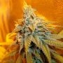 Connoisseur Genetics Rainbow Jones Smoke Buds Weed Ganja Skunk Dope Pot Images Pics Nuggets