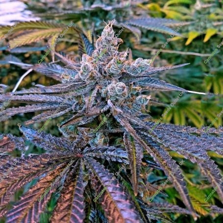 Rainbow Jones Feminized Marijuana Strain by Connoisseur Genetics For Sale Online at Cannabis Seeds Outlet