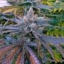 Rainbow Jones Feminized Marijuana Strain by Connoisseur Genetics For Sale Online at Cannabis Seeds Outlet