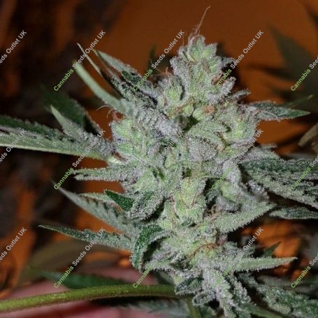 Silver Nevil Jones Feminized Marijuana Strain by Connoisseur Genetics For Sale Online at Cannabis Seeds Outlet