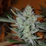 Silver Nevil Jones Feminized Marijuana Strain by Connoisseur Genetics For Sale Online at Cannabis Seeds Outlet