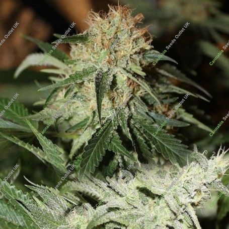 Strawberries Cream Feminized Marijuana Strain by Connoisseur Genetics For Sale Online at Cannabis Seeds Outlet