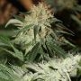 Strawberries Cream Feminized Marijuana Strain by Connoisseur Genetics For Sale Online at Cannabis Seeds Outlet