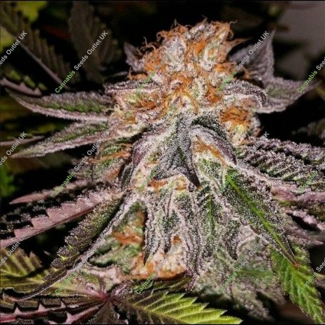 Strawberry Cookies Feminized Marijuana Strain by Connoisseur Genetics For Sale Online at Cannabis Seeds Outlet