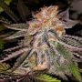 Strawberry Cookies Feminized Marijuana Strain by Connoisseur Genetics For Sale Online at Cannabis Seeds Outlet