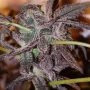 Connoisseur Genetics Strawberry Cookies Smoke Buds Weed Ganja Skunk Dope Pot Images Pics Nuggets