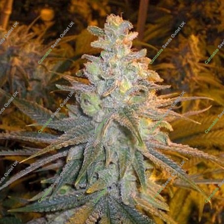 Strawberry Dogshit Regular Marijuana Strain by Connoisseur Genetics For Sale Online at Cannabis Seeds Outlet
