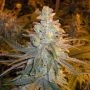 Strawberry Dogshit Regular Marijuana Strain by Connoisseur Genetics For Sale Online at Cannabis Seeds Outlet