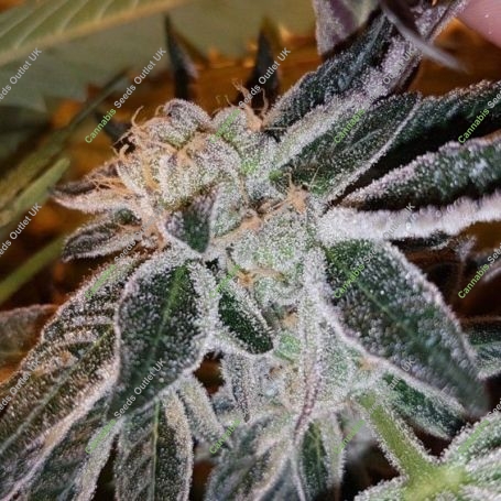 Strawberry Jones Cookies Feminized Marijuana Strain by Connoisseur Genetics For Sale Online at Cannabis Seeds Outlet