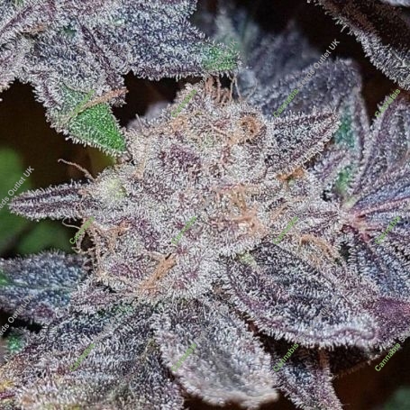 Strawberry N Mango Feminized Marijuana Strain by Connoisseur Genetics For Sale Online at Cannabis Seeds Outlet