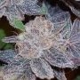 Strawberry N Mango Feminized Marijuana Strain by Connoisseur Genetics For Sale Online at Cannabis Seeds Outlet