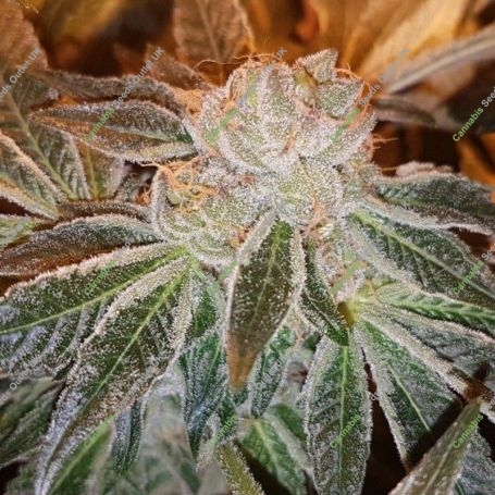 Strawberry N Mango Jones Feminized Marijuana Strain by Connoisseur Genetics For Sale Online at Cannabis Seeds Outlet