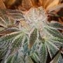 Strawberry N Mango Jones Feminized Marijuana Strain by Connoisseur Genetics For Sale Online at Cannabis Seeds Outlet