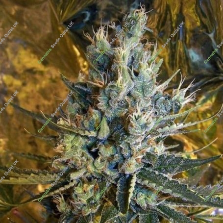 Super Silver Sour Diesel Haze Marijuana Strain by Connoisseur Genetics For Sale Online at Cannabis Seeds Outlet