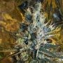 Super Silver Sour Diesel Haze Marijuana Strain by Connoisseur Genetics For Sale Online at Cannabis Seeds Outlet
