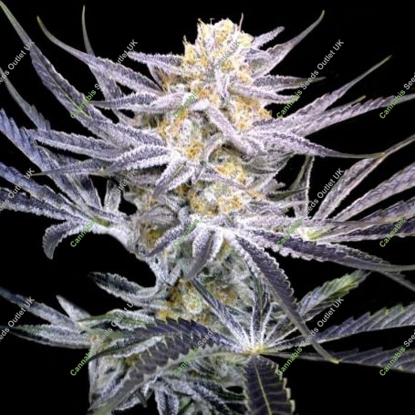 Strawberry Fields Regular Marijuana Strain by Crockett Family Farms For Sale Online at Cannabis Seeds Outlet