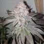 Atomic Sherbet Feminized Marijuana Strain by Dank Genetics For Sale Online at Cannabis Seeds Outlet