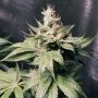 Atomic Sour Feminized Marijuana Strain by Dank Genetics For Sale Online at Cannabis Seeds Outlet