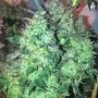 Dank Genetics Dank Money Smoke Buds Weed Ganja Skunk Dope Pot Images Pics Nuggets