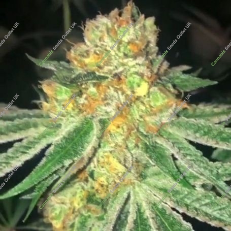 Dank N Later Feminized Marijuana Strain by Dank Genetics For Sale Online at Cannabis Seeds Outlet