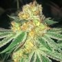 Dank N Later Feminized Marijuana Strain by Dank Genetics For Sale Online at Cannabis Seeds Outlet