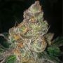 Dank Genetics Dank N Later Smoke Buds Weed Ganja Skunk Dope Pot Images Pics Nuggets