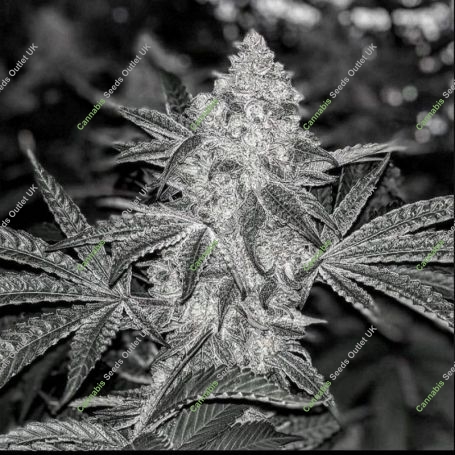 Dank Sauce Feminized Marijuana Strain by Dank Genetics For Sale Online at Cannabis Seeds Outlet