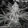 Dank Sauce Feminized Marijuana Strain by Dank Genetics For Sale Online at Cannabis Seeds Outlet