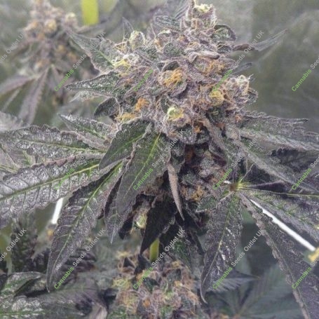 Dank Sherbert Feminized Marijuana Strain by Dank Genetics For Sale Online at Cannabis Seeds Outlet