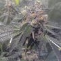 Dank Sherbert Feminized Marijuana Strain by Dank Genetics For Sale Online at Cannabis Seeds Outlet