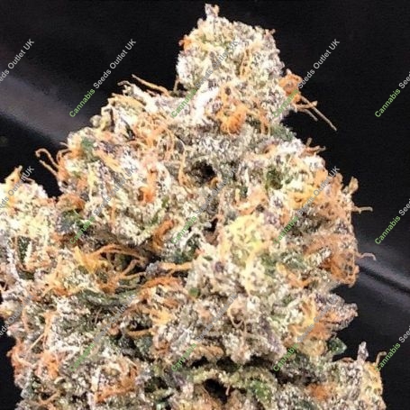 Dankalato Feminized Marijuana Strain by Dank Genetics For Sale Online at Cannabis Seeds Outlet