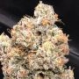 Dankalato Feminized Marijuana Strain by Dank Genetics For Sale Online at Cannabis Seeds Outlet