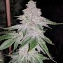 Fresh Orange Feminized Marijuana Strain by Dank Genetics For Sale Online at Cannabis Seeds Outlet