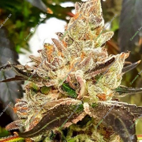Lemonaid Sherbet Feminized Marijuana Strain by Dank Genetics For Sale Online at Cannabis Seeds Outlet