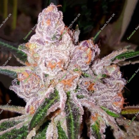Purple Sunset Feminized Marijuana Strain by Dank Genetics For Sale Online at Cannabis Seeds Outlet