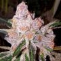 Purple Sunset Feminized Marijuana Strain by Dank Genetics For Sale Online at Cannabis Seeds Outlet