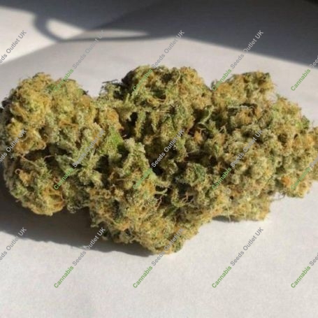 Sherbert Pebbles Feminized Marijuana Strain by Dank Genetics For Sale Online at Cannabis Seeds Outlet