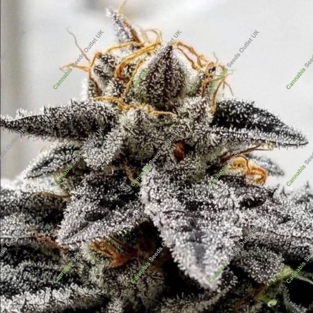 Sour Dosidos Feminized Marijuana Strain by Dank Genetics For Sale Online at Cannabis Seeds Outlet