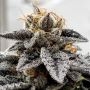 Sour Dosidos Feminized Marijuana Strain by Dank Genetics For Sale Online at Cannabis Seeds Outlet