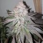 Sour Lemonaid Feminized Marijuana Strain by Dank Genetics For Sale Online at Cannabis Seeds Outlet
