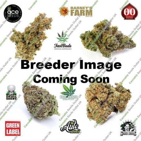 Brazilian Bombshell Regular Marijuana Strain by Dark Horse Genetics For Sale Online at Cannabis Seeds Outlet