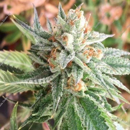 Chem Jong-Un Regular Marijuana Strain by Dark Horse Genetics For Sale Online at Cannabis Seeds Outlet