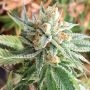Chem Jong-Un Regular Marijuana Strain by Dark Horse Genetics For Sale Online at Cannabis Seeds Outlet