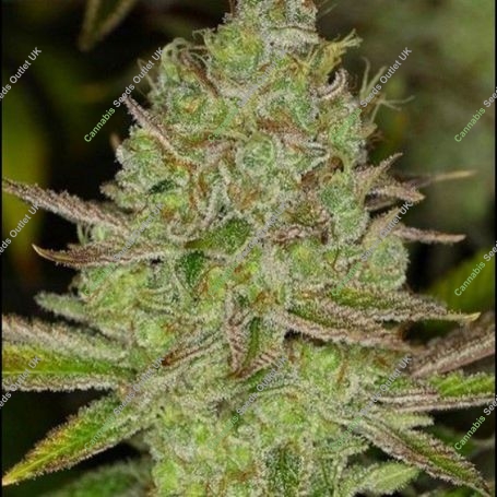 Chem Lem Regular Marijuana Strain by Dark Horse Genetics For Sale Online at Cannabis Seeds Outlet